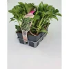 Pachysandra Terminalis confezione vaso 9 cm