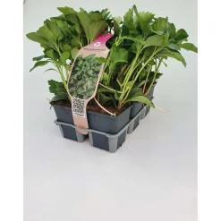 Pachysandra Terminalis confezione vaso 9 cm