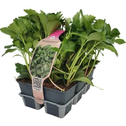 Pachysandra Terminalis confezione vaso 9 cm