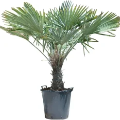 Palma rustica tronco 40/50 cm
