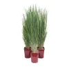 Panicum "Northwind" LV 15
