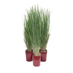 Panicum "Northwind" LV 15