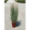 Panicum virgatum `Heavy Metal`