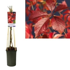 Parthenocissusengelmanni Vaso 17 cm