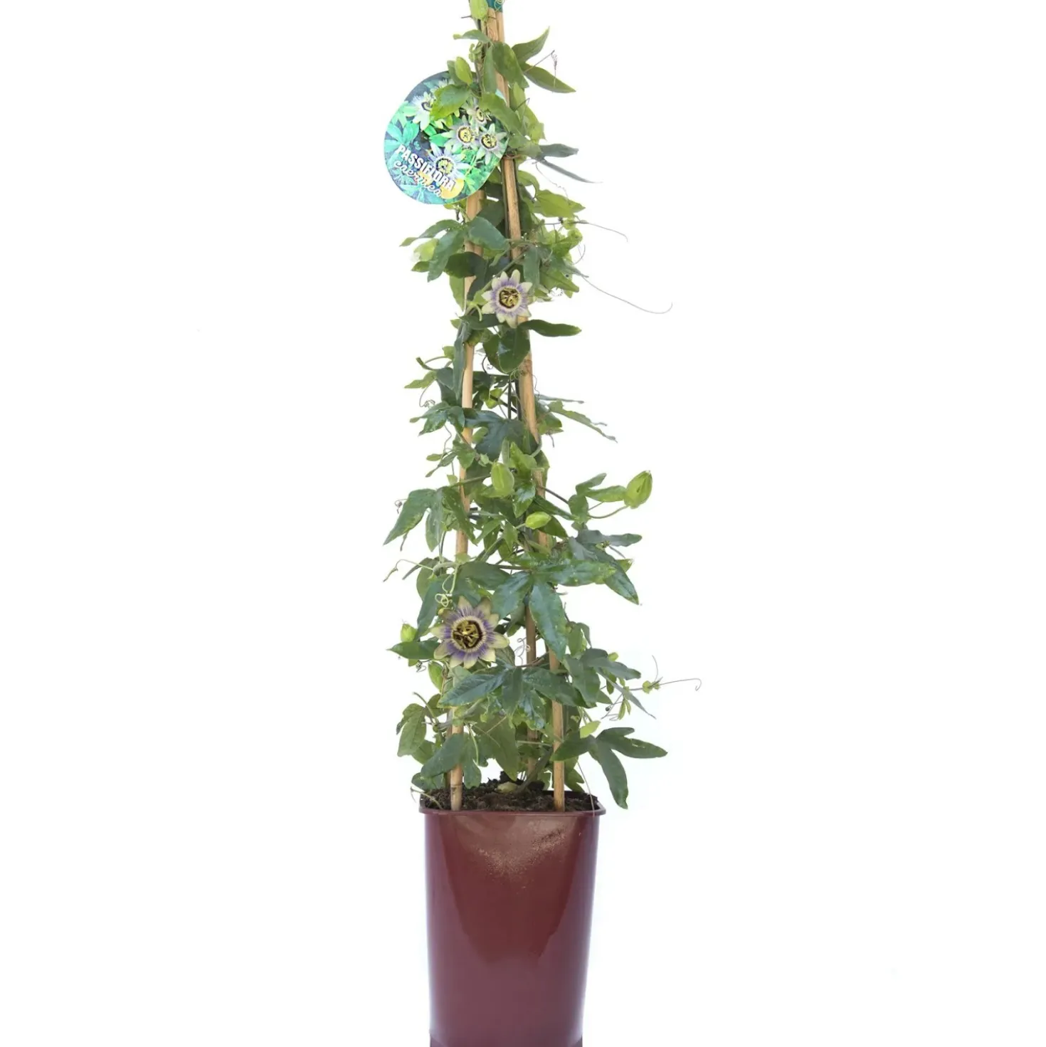 Passiflora forma a cono in varietà