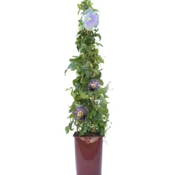 Passiflora forma a cono in varietà