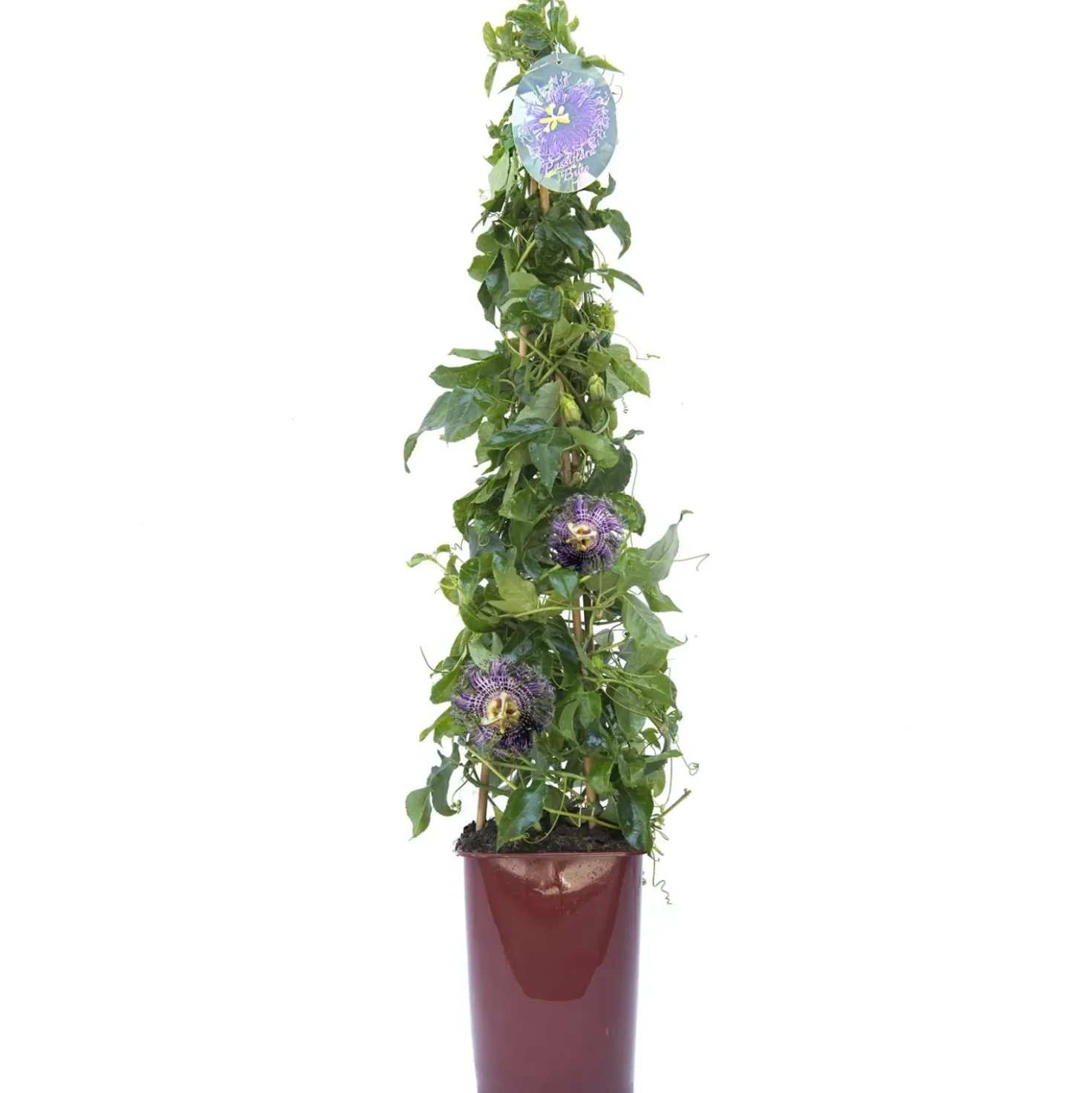 Passiflora forma a cono in varietà