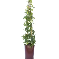 Passiflora forma a cono in varietà