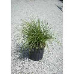 Pennisetum alopecuroides