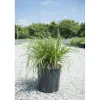 Pennisetum alopecuroides "Hameln"