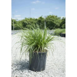 Pennisetum alopecuroides "Hameln"