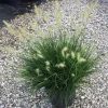 Pennisetum alopecuroides Little Bunny 45 cm