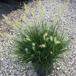 Pennisetum alopecuroides Little Bunny 45 cm