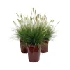 Pennisetum in varietà LV 11