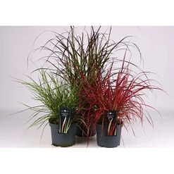 Pennisetumadvenaluxemix Vaso 19 cm