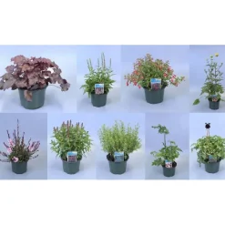 Perenni mix vaso Ø cm 17