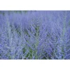 Perovskia atriplicifolia "Blue Spire" vaso 10 l
