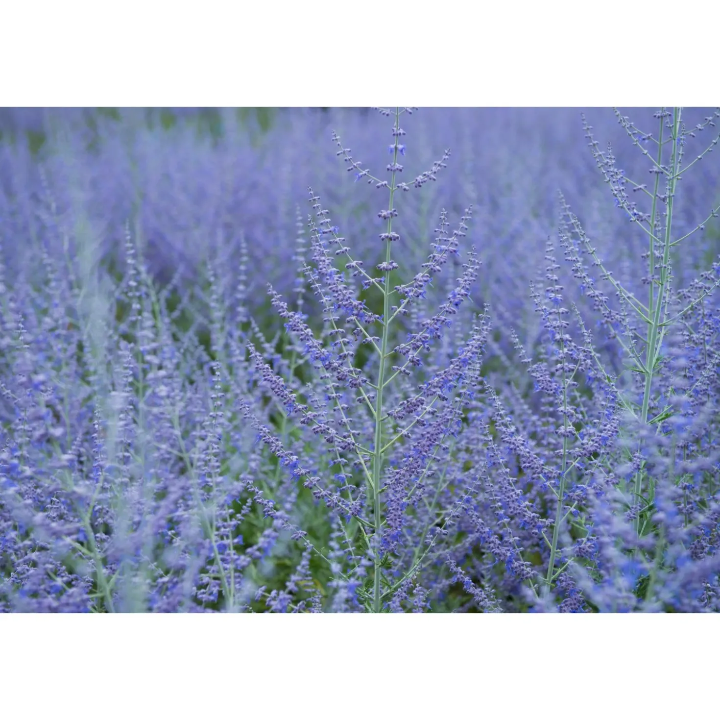 Perovskia atriplicifolia "Blue Spire" vaso 10 l