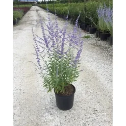 Perovskia atriplicifolia "Blue Spire" vaso 10 l
