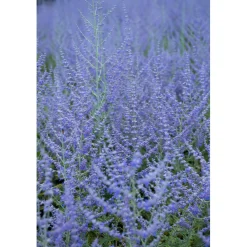 Perovskia atriplicifolia