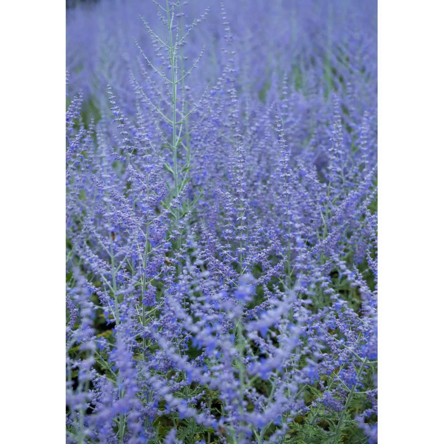 Perovskia atriplicifolia "Blue Spire" vaso 10 l