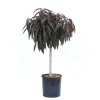 Pesco `Crimson Bonfire` nano - Prunus persica `Crimson Bonfire` nano