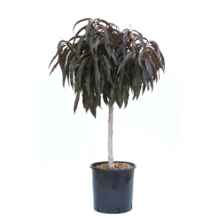Pesco `Crimson Bonfire` nano - Prunus persica `Crimson Bonfire` nano