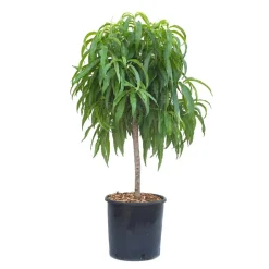 Pesco nano - Prunus persica nano