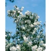 Philadelphus virginalis