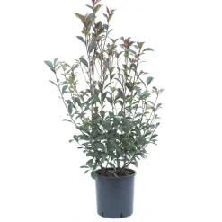 Photinia x fraseri "Carrè Rouge" cespuglio h cm 40/60