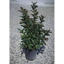 Photinia x fraseri `Magical Volcano`