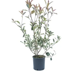 Photinia x fraseri "Pink Marble"® cespuglio