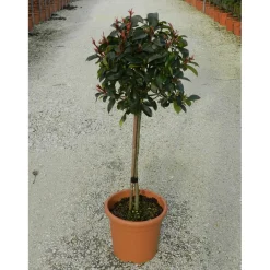 Photinia x fraseri