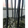 Phyllostachys nigra