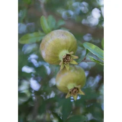 Pianta da frutto Melograno mezzo fusto