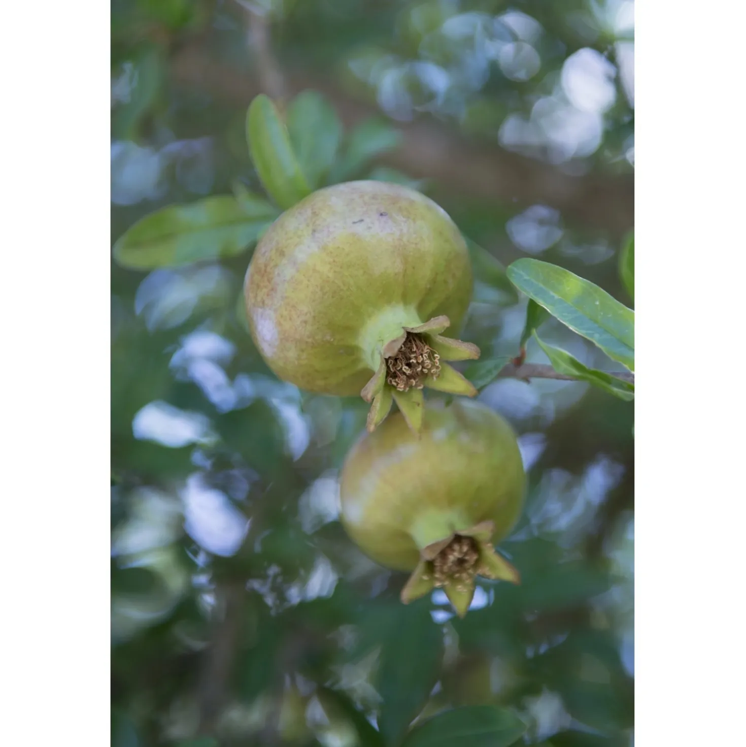 Pianta da frutto Melograno mezzo fusto