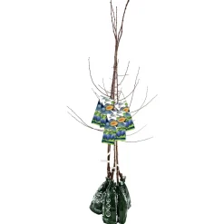 Pianta da frutto susino in pack 120 cm