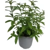 Pianta di Limonina vaso Ø 14 cm
