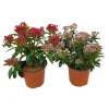 Pianta Kalmia Latifoglia