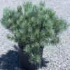 Pino silvestre "Watereri" h cm 30/40