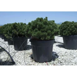 Pinus mugo `Sherwood Compact`