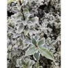 Pittosporum tenuifolium `Silver Queen` - Pittosporo