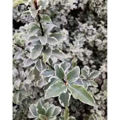 Pittosporum tenuifolium `Silver Queen` - Pittosporo