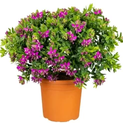 Polygala Myrtifolia vaso 18 cm
