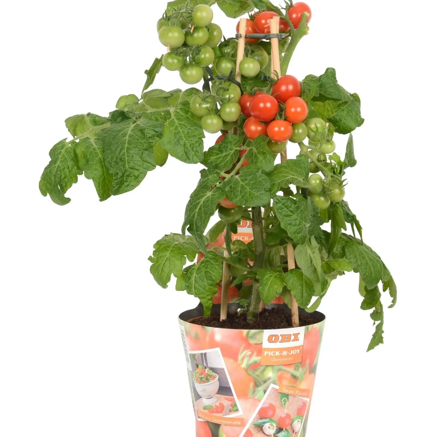 Pomodoro ciliegino Pick & Joy vaso Ø 14 cm