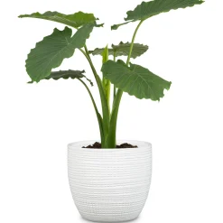 Portavaso da interno Scheurich 866 Ø 14 cm Panna