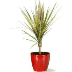 Portavaso da interno Scheurich 920 Ø 14 cm Energy Red