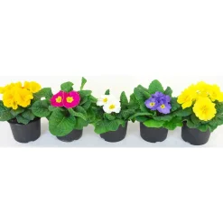 Primula Aucalis vaso Ø 9 cm