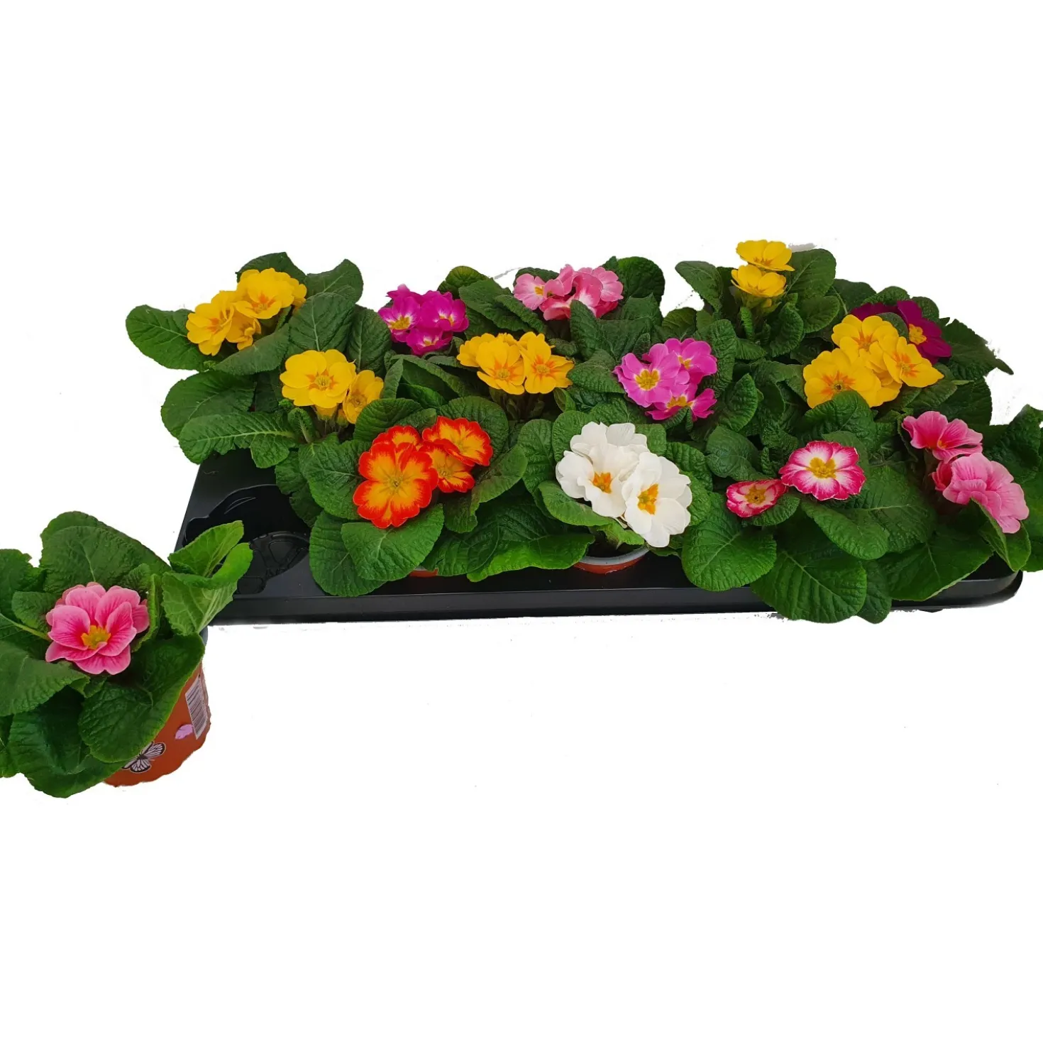 Primula Aucalis vaso Ø 9 cm