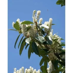 Prunus laurocerasus - Lauroceraso